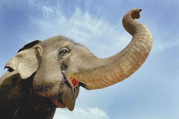 Niabi Zoo Elephants